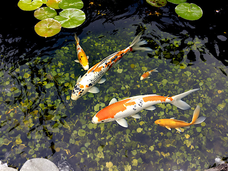 Illustration looking down at orange, white, and black koi and goldfish in a garden pond, with lily pads along the edge. Actual fish vary.