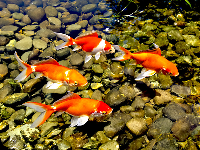 Illustration of orange and red-and-white comet goldfish with long forked tails in a clear shallow garden pond over pebbles. Actual fish vary.